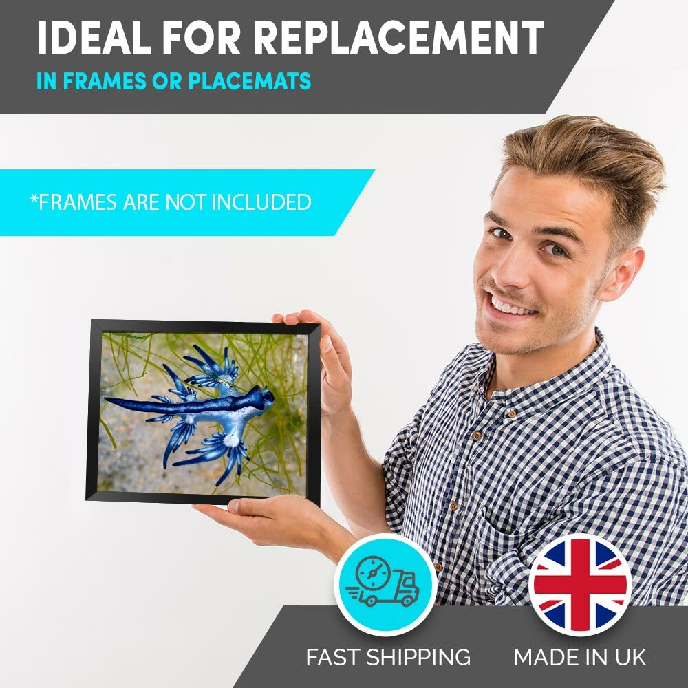 8x10" Prints(No frames) Blue Dragon Glaucus Atlanticus Sea Slug 16008