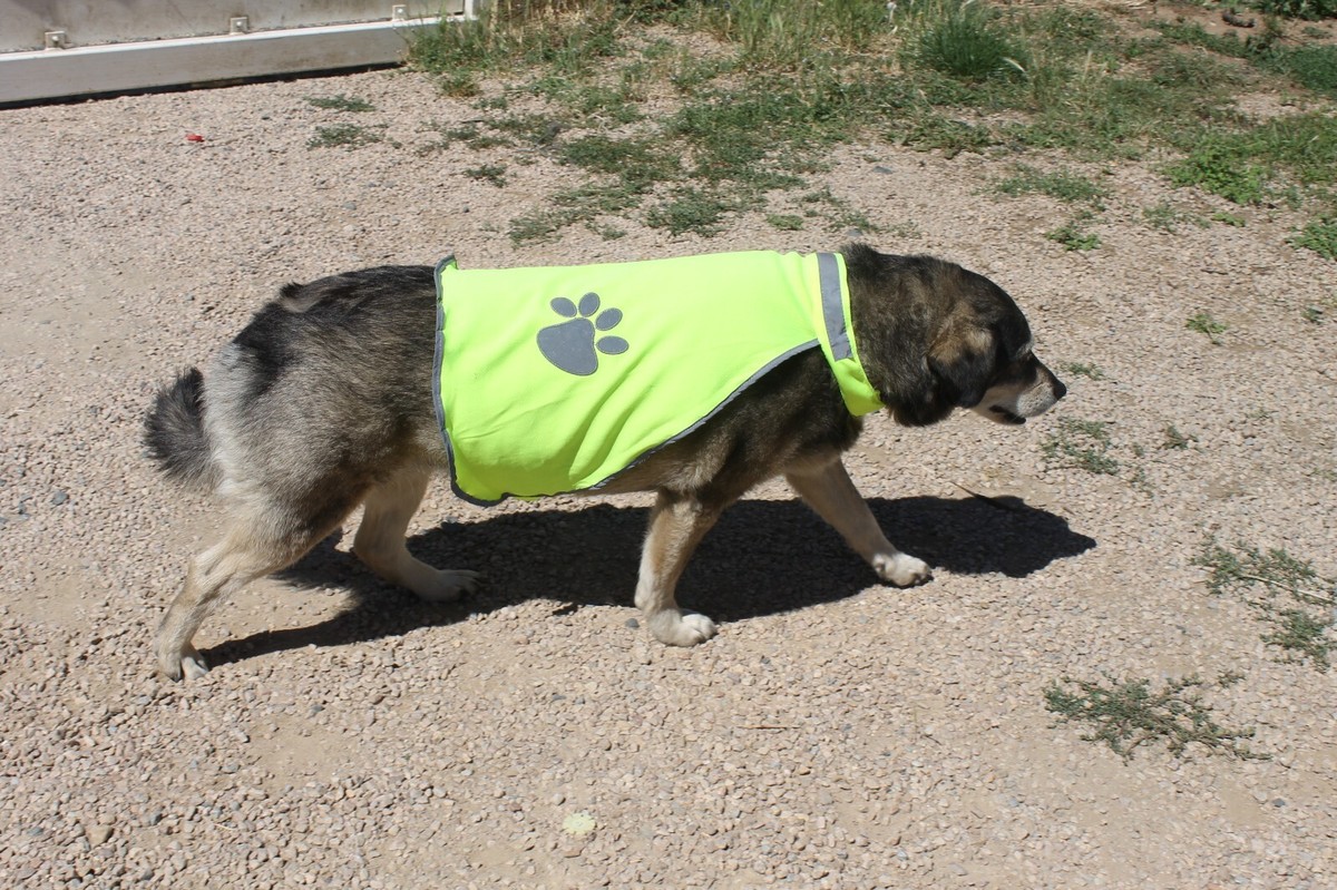 Gilet réfléchissant sécurité jaune fluo chien chat lapins animaux
