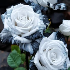 20pcs Rare Ink Rose Seeds - Non-GMO Heirloom Variety for Your Garden