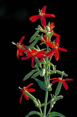 SEEDVILLE USA 20 ROYAL RED CATCHFLY Hummingbird & Endangered Native Flower Silene Regia Seeds