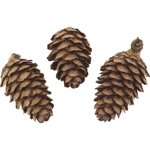 Knorr Prandell 2-4cm Larch Cones 50g