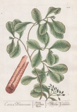 Cortex Winteranus Rinde Zimtbaum Zimt cinammon Blackwell Kräuterbuch Kupferstich