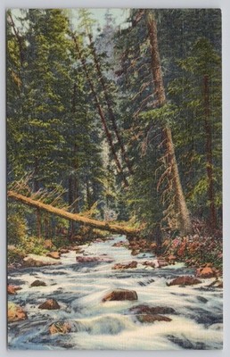 Mountain Stream Southwest Curteich Linen Postcard US Forest Service New Mexico