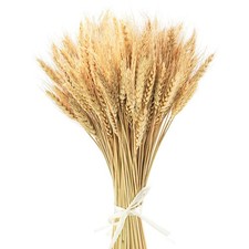 17.7 Inches Dried Wheat Stalks, 100 Stems Dried Flowers 100 Natural Wheat fo...