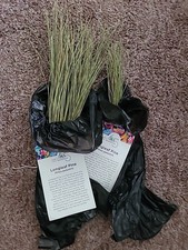 Florida Longleaf Pine Needles up to 12" for Crafts Basket Weaving Or Planting