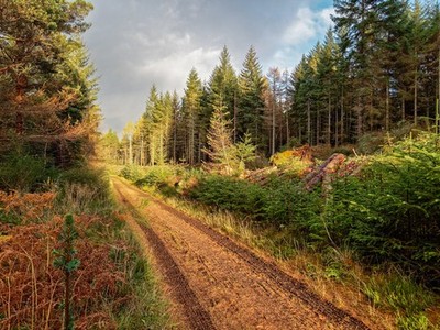 Foto 6x4 The Aird Newtonhill \/NH5743 Forstbetriebe Kahlfällungen t c2017