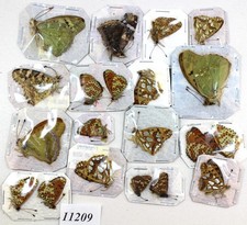 Nymphalidae Mix butterflies nymphalidae 20 pcs 11209/  Zmyiv reg,Kharkiv Ukraine