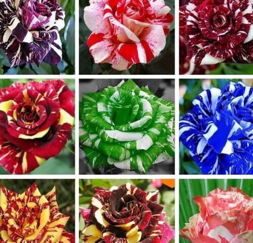 20 EXOTIC RARE STRIPED DRAGON ROSE SEEDS garden flower plant Rosas tea hybrid - Afbeelding 1 van 30