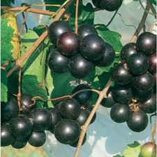 Vitis - 'Southern Home' - Muscadine Hybrid Grape