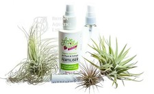 Tillandsia Air Plant ACCESSORY KIT + 3 AIRPLANTS - plant food , spray & glue