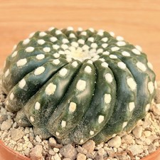 Notocactus uebelmannianus f. inermis ,  pot 10 cm   (Cod. V02)