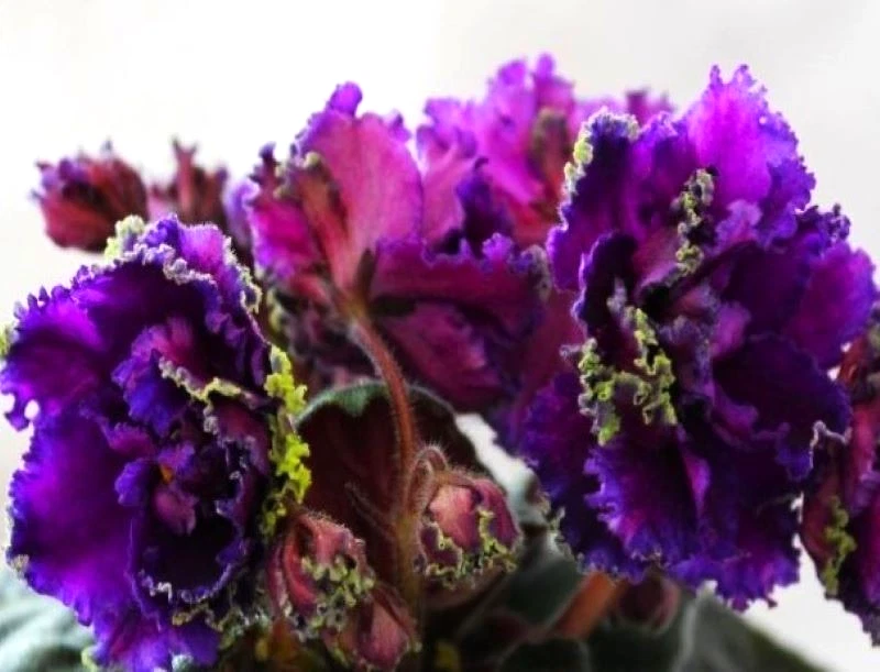 African Violet (Russian Variety) Saintpaulia Neutral Houseplants