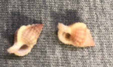 *Gyrineum roseum  (Rosy Gyre Triton) 12mm & 12mm !!!