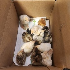 18 Fertile Serama Chicken Hatching Eggs