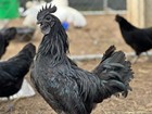 8+  “World Showcase Assortment” Rare Mystery Pure Breed Chicken Hatching Eggs! — photo 3