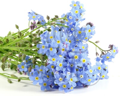 WALD-VERGISSMEINNICHT 300+ Samen MYOSOTIS SYLVATICA Forget-Me-Not seeds |  eBay.de