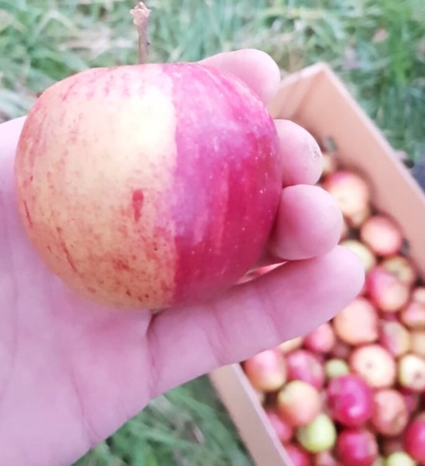 10 Apple Scions 1015cm many varieties for grafting cider orchard fruit tree eBay