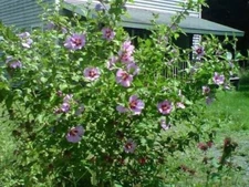 10 Rose Of Sharon Hibiscus Organic Live Plant w/ Roots Transplant Starter Bush