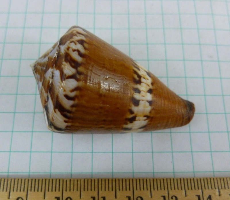 Choice Conus capitaneus, 51mm F+++