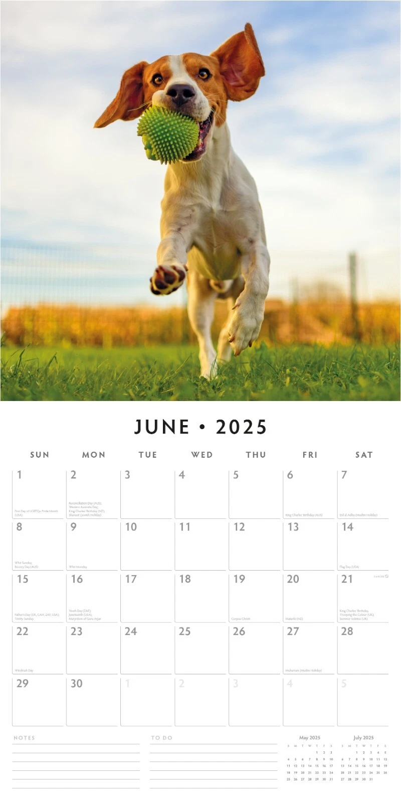 Beagles 2025 Square Wall Calendar