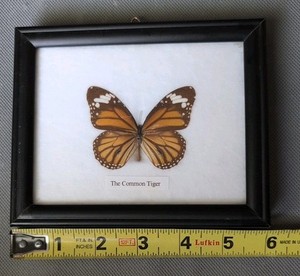 Real Framed Butterfly Wall Hanging Entomology Insect Specimen "The Common Tiger"