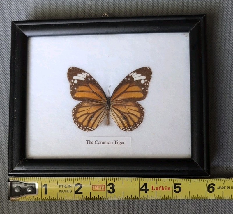 Real Framed Butterfly Wall Hanging Entomology Insect Specimen "The Common Tiger"