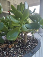 1x 8" to 10" Tall Crassula Ovata Jade Money Plant Rooted Cutting Bonsai