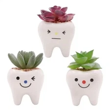 CZ Grain 1 Pot | 3 Inch | Small Succulent Ceramic Teeth Pot, Home Decor