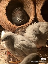 22  2EXT  Button Quail Hatching Eggs Rare Exotic Colors, Chinese Painted
