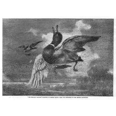 The Strickenard von George Lance. Entenschießen - antiker Druck 1856
