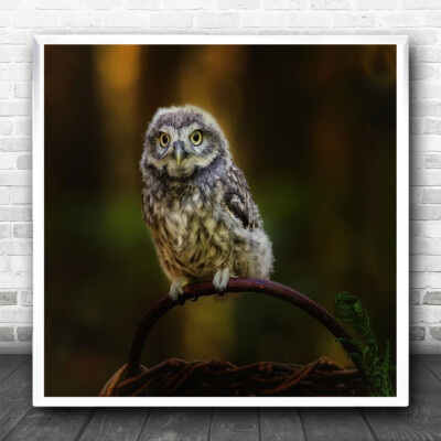 Eule Vogel Eulen Vögel Bokeh Tier Tiere Wildtiere Natur Quadrat Kunstdruck