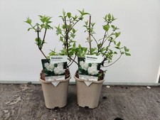 2x Philadelphus 'Schneesturm' Mock Orange White Garden Shrub Plant 1 Litre
