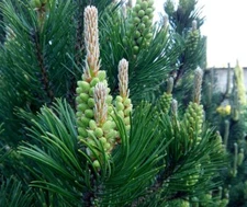 30 White Spruce Tree Seeds for Planting