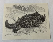 1885 book engraving ~ MOLOCH lizard