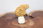Carved Yellow Morel Mushroom from a Shed Whitetail Moose  Antler Point — photo 3