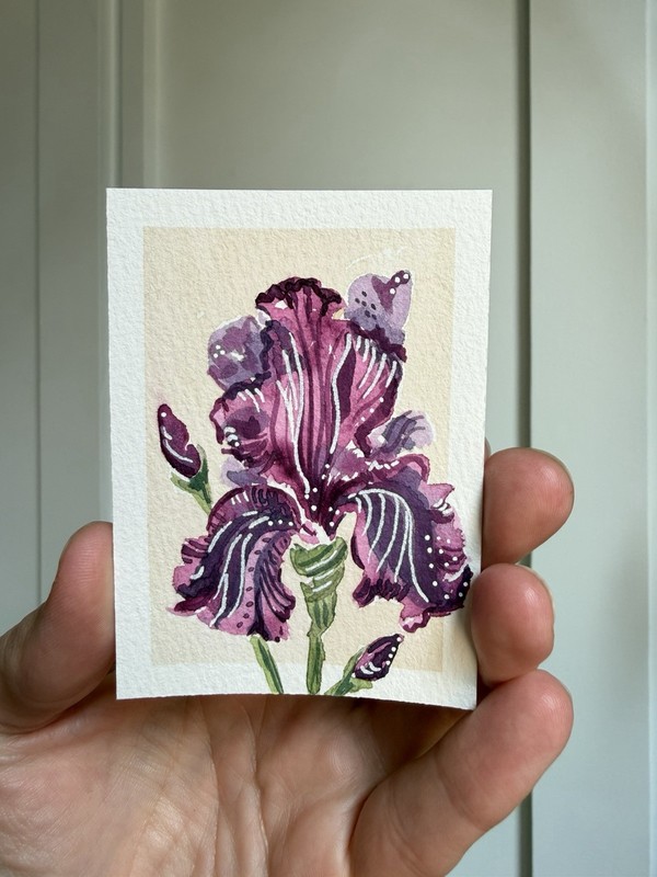 ACEO Original iris flowers, abstract botanical illustration floral 2.5x3.5in