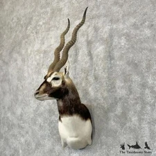 #29037 EL | India Blackbuck Taxidermy Shoulder Mount For Sale