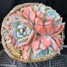 Echeveria' Orange Monroe ', 5.1inches, J28