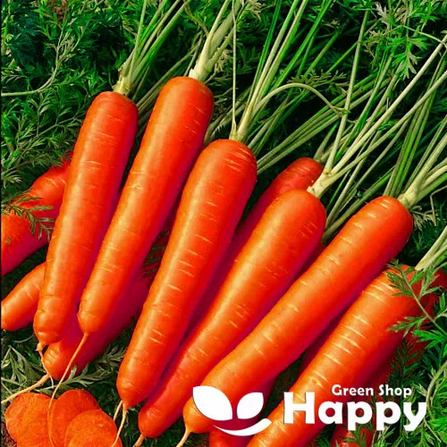 VEGETABLE SEEDS CARROT KORINA 1000 SEEDS Red Carrot 8 inch