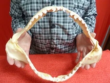 (sj470-104) 14" Tiger SHARK jaw sharks jaws t**th Galeocerdo taxidermy science