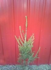 NORWAY SPRUCE TREES 24"-32" Fresh dug 6 year Transplant Wind