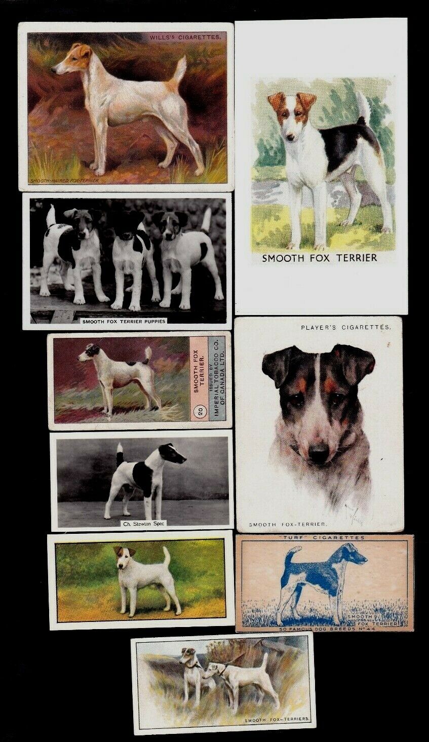 9 Different Vintage SMOOTH-COATED FOX TERRIER Tobacco/Cigarette Dog Cards  Lot | eBay