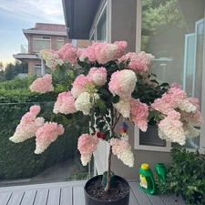 50 Strawberry Hydrangea Tree Seeds – Pink & White Cone Blooms, Heirloom Flower