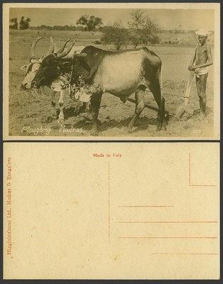 Indien alte Echt Foto AK Madras pflügt einheimischer Bauer und Ochsen Rinder 235