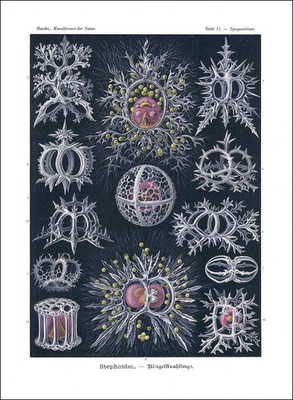 1904 Original antique Lithograph STEPHOIDEA ZOOPLANKTON Haeckel (EH71)