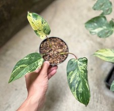 Philodendron Ilsemanii Variegata Filipinas Rara Planta Filodendro Variegada