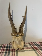 Scottish Roe Buck Head Antlers
