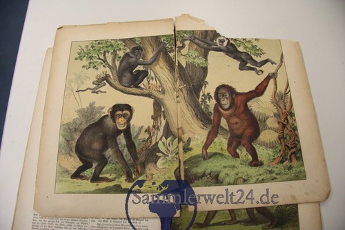 Naturgeschichte der Säugetiere Teil 1 J.F. Schreiber 1880 - Bild 11 von 12