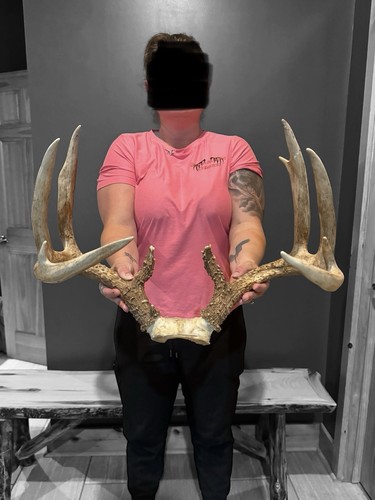 Massy Wild Wisconsin Whitetail Deer Antlers Rack 147” Jm