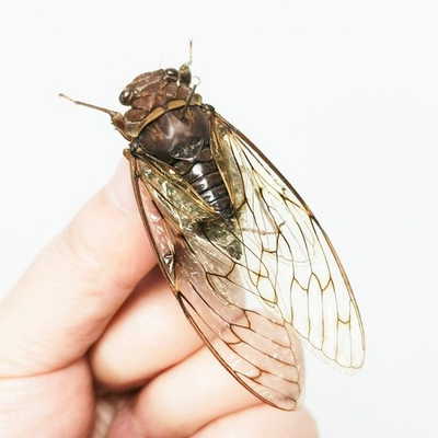 #ad REAL Mongolian Cicada Meimuna mongolica Science Education Specimen $13.30